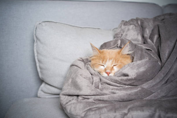 sleeping cat cute maine coon cat sleeping on sofa covered with soft blanket longhair cat photos stock pictures, royalty-free photos & images