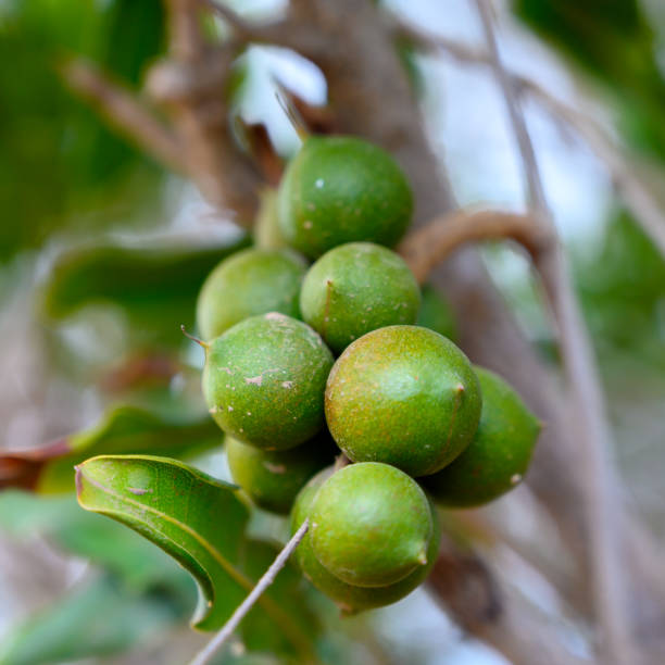 istock Evergreen macadamia free with ripe green nuts in shell ready for harvest 1215210733