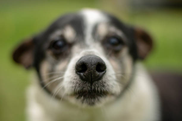 istock Glenamaddy, co Galway Dog Show 1215211984