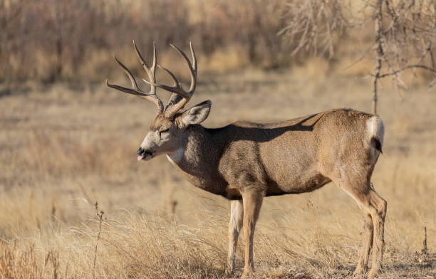 istock Mule Deer Buck in Autumn 1215213079