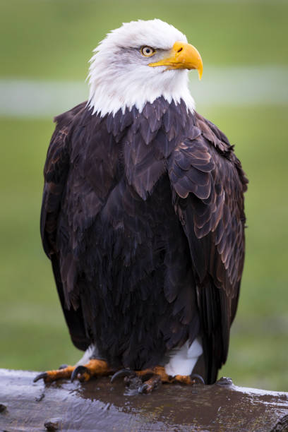 A portrait of a Bateleur Eagle in profile against a plain blue/grey background
