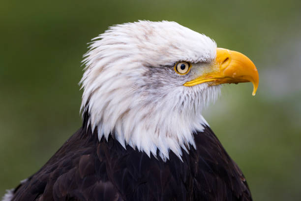 istock close-up of a bald eagle 1215213107