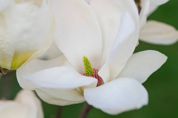 istock Closeup of inside white magnolia flower 1215213208
