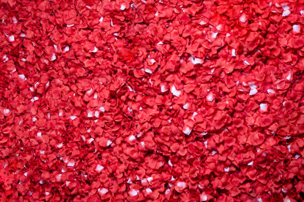istock Background of beautiful red rose petals 1215214340