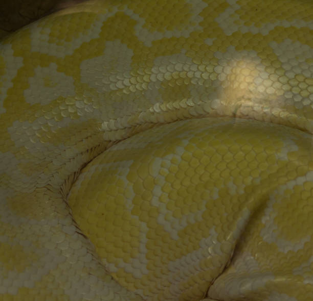rettung python von exotischen haustier zu tierheim in mexiko - snake white curled up animal stock-fotos und bilder