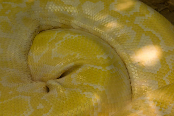 rettung python von exotischen haustier zu tierheim in mexiko - snake white curled up animal stock-fotos und bilder