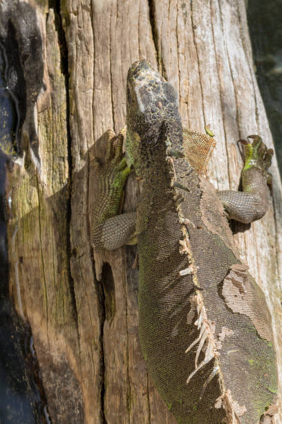 istock Rescued american iguana closeup 1215214650