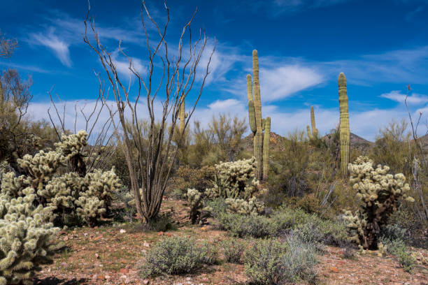 istock Scenic View of the Sonoran Desert 1215216824
