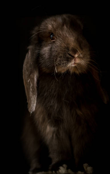 istock Portrait of a bunny on a dark background 1215217955