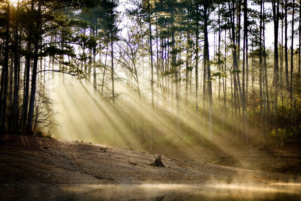 sunset in a deep conifer forest
