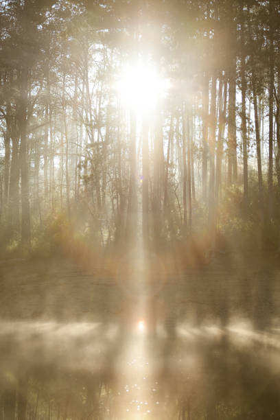 Misty Morning Sunrise Through the Pines