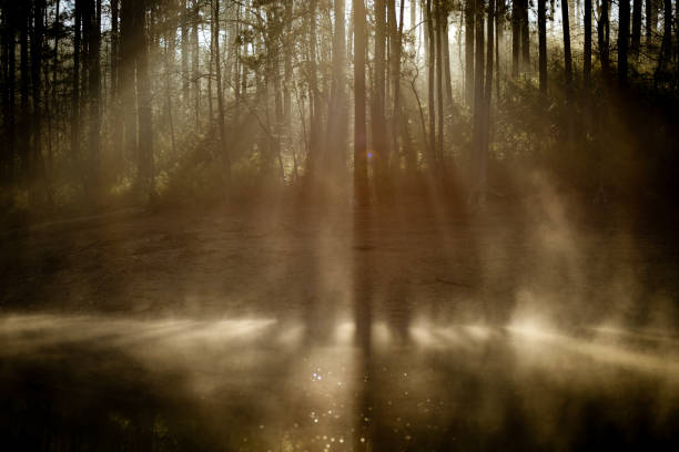 istock Misty Morning Sunrise Through the Pines 1215219178
