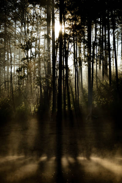 istock Misty Morning Sunrise Through the Pines 1215219210