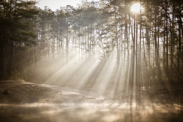 istock Misty Morning Sunrise Through the Pines 1215219211