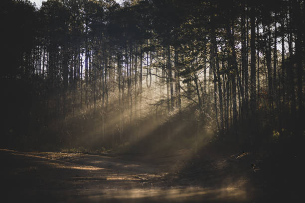 Misty Morning Sunrise Through the Pines