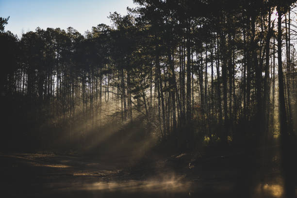 istock Misty Morning Sunrise Through the Pines 1215219239