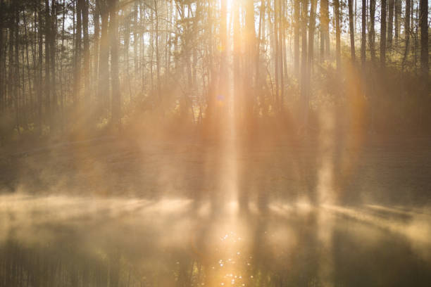 istock Misty Morning Sunrise Through the Pines 1215219259