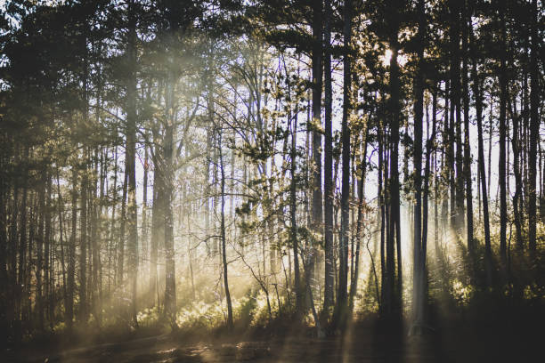 istock Misty Morning Sunrise Through the Pines 1215219285