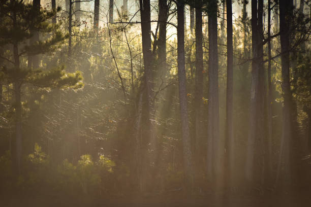 Misty Morning Sunrise Through the Pines