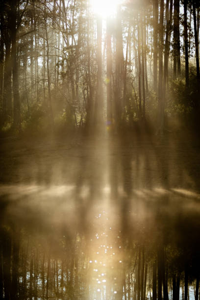 istock Misty Morning Sunrise Through the Pines 1215219306