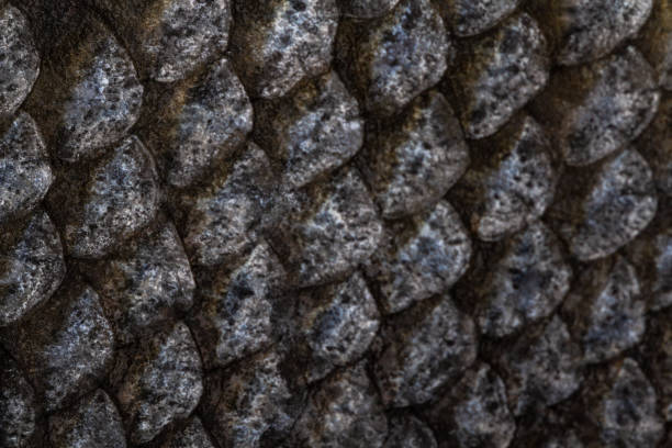 istock The fish scale close up. Salmon scale 1215220977