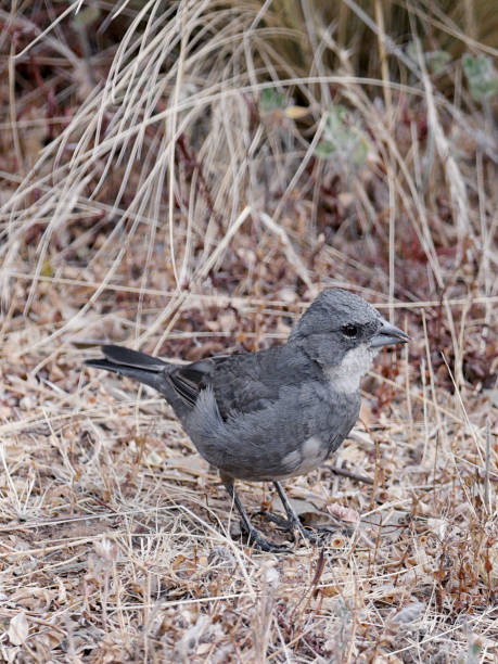istock A Diuca finch on dry ground 1215222321
