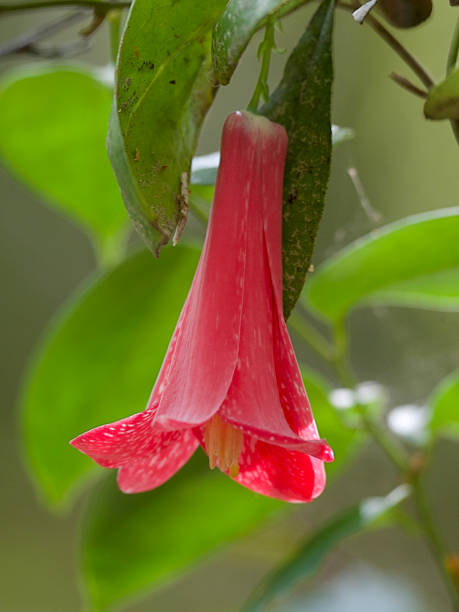 una sola flor de la vid copihue cuelga de un árbol - copihue fotografías e imágenes de stock