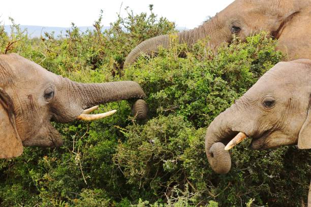 счастливые слоны едят от буша в национальном парке аддо слона - addo elephant national park фотографии стоковые фото и изображения