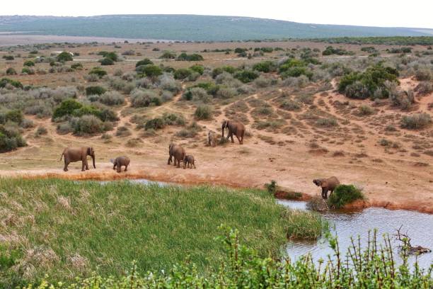 istock Elephant Herd at Addo Elephant National Park 1215222645