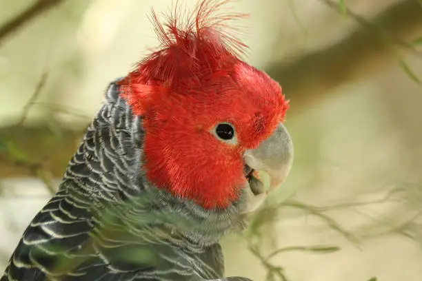 The Australian gang gang cockatoo, in profile.