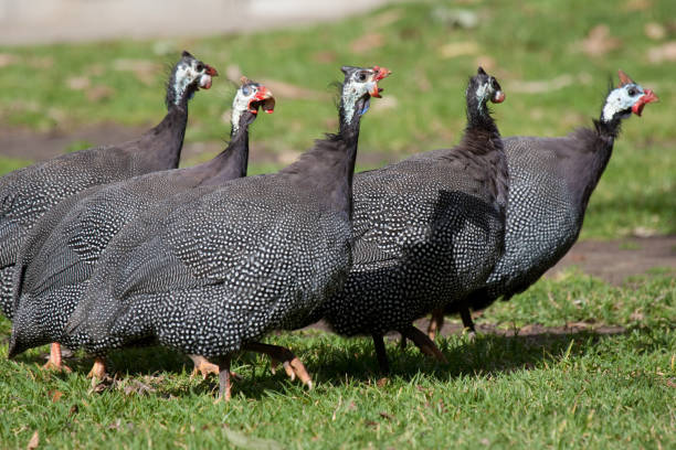 istock A Confusion of Guineafowl 1215223652