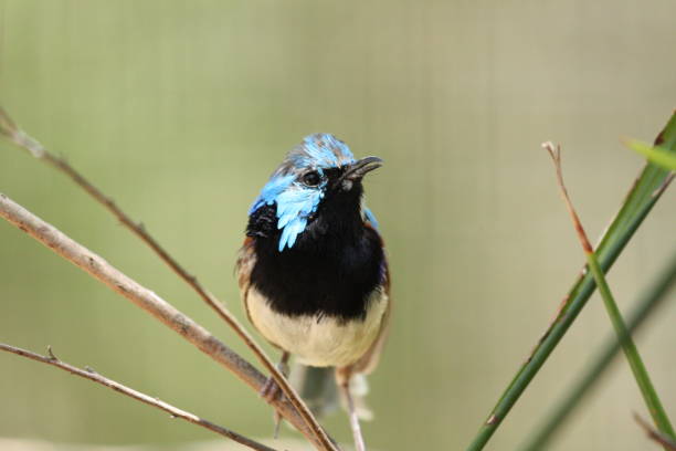 Superb Fairy Wren