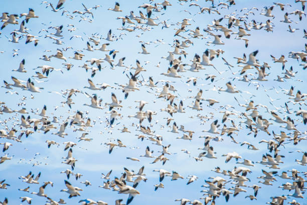 istock White Canadian geese in flight 1215225018