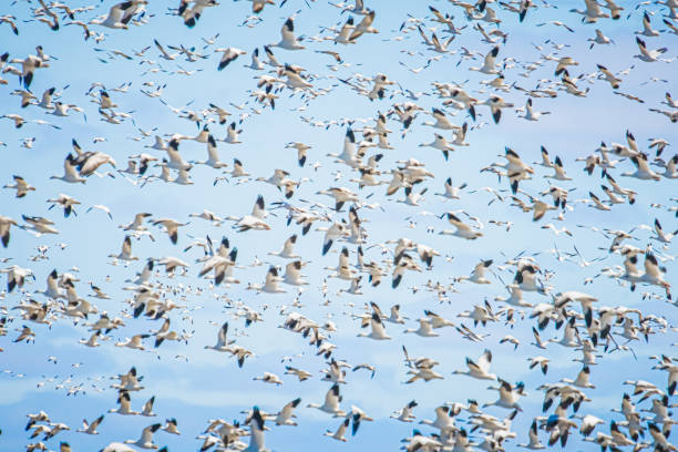 istock White Canadian geese in flight 1215225031