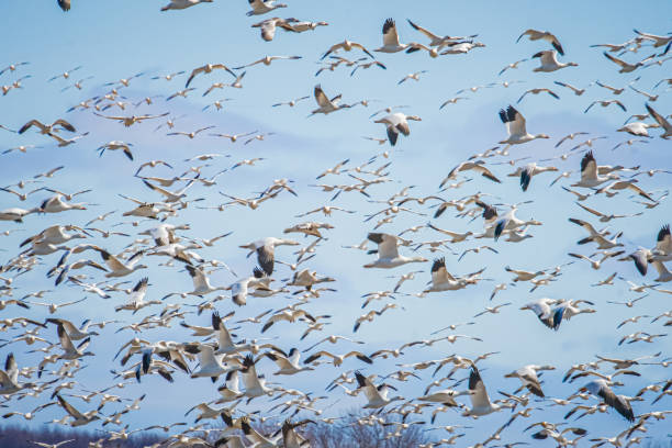 istock White Canadian geese in flight 1215225102