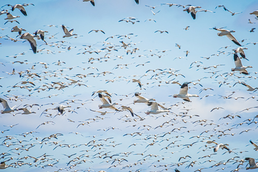 In the spring at Baie du Febvre in Quebec, the white geese arrive.