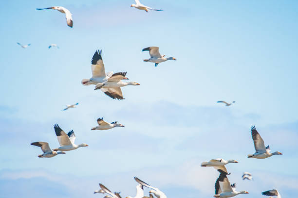 istock White Canadian geese in flight 1215225847