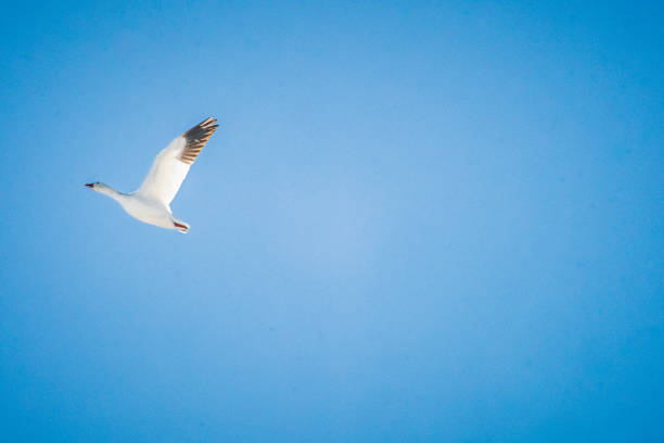 In the spring at Baie du Febvre in Quebec, the white geese arrive.