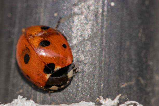istock one red ladybird sitting on a black background 1215226276