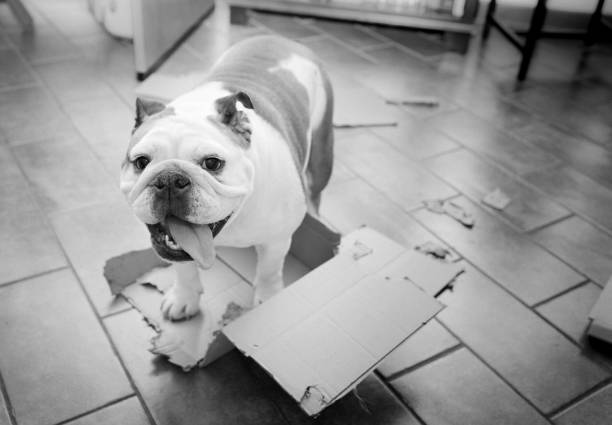 istock dog playis with a cardboard box 1215227685