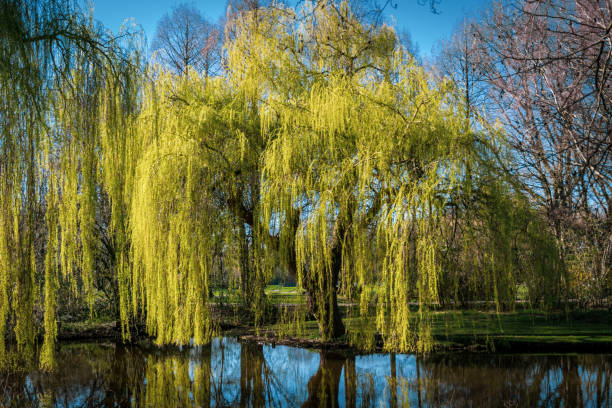 Weeping willow in a park on a sunny spring day Horizontal picture of a weeping willow, with reflection in the water, taken on a sunny spring day with a blue sky. weeping willow stock pictures, royalty-free photos & images