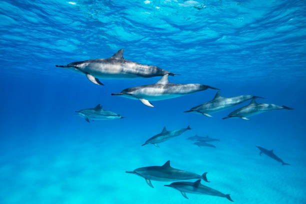 istock School of Spinner Dolphins. 1215231391
