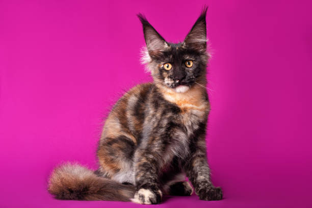 istock Maine coon kitten on purple background. 1215231475