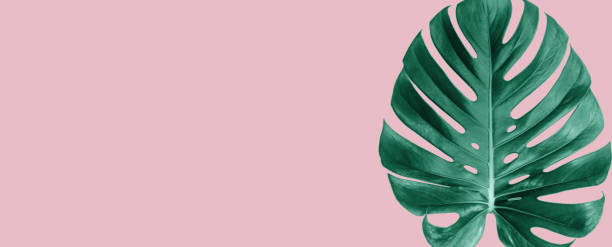 istock Fresh Green Tropical Monstera Leaf Over Pink Colour Background 1215232470