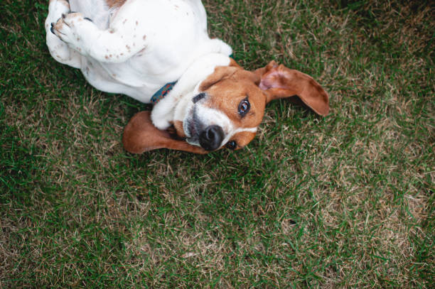 istock Basset Hound dog rolls in the grass in backyard 1215232523