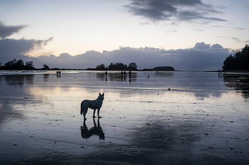 Long beach with a dog and a few people distancing from each other taking walk on Pacific West Coast, Canada.