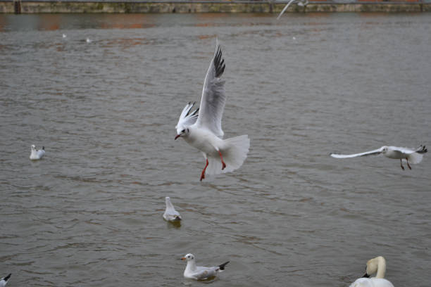 istock Black Headed gulls swimming and flying in a harbour 1215236350