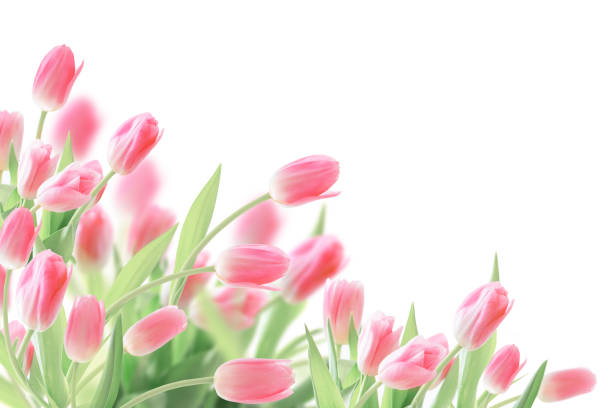 pink tulips isolated on white background