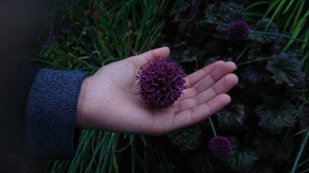深い紫色の地球のアザラ - flower may thistle purple ストックフォトと画像