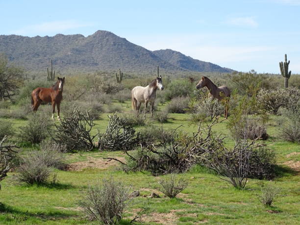 The Wild Horses of Arizona Wild horses in Arizona is a truly incredible thing to see in the desert. These different bands of wild horses scattered throughout the desert and the mountains says this is Arizona. salt river photos stock pictures, royalty-free photos & images